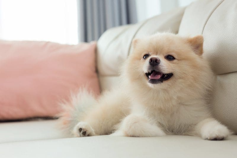 Selecting the Best Pet Doors