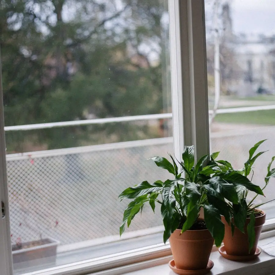 Window with Plant and Scenic View